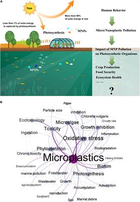 Impacts of Micro- and Nanoplastics on Photosynthesis Activities of Photoautotrophs: A Mini-Review